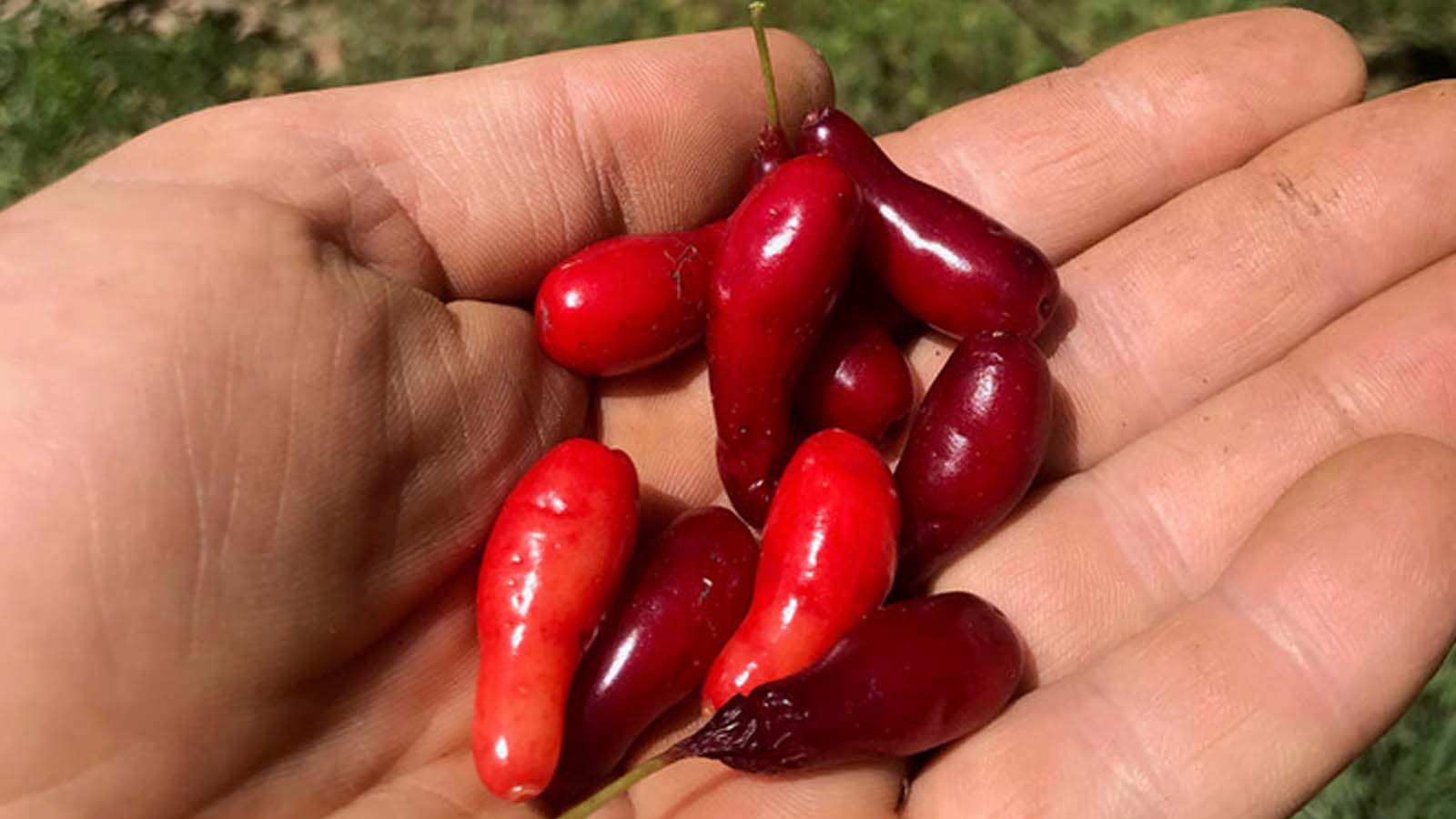 اخته زغال برای چی خوبه