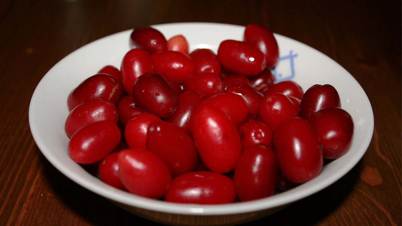 خواص آب زغال اخته در طب سنتی