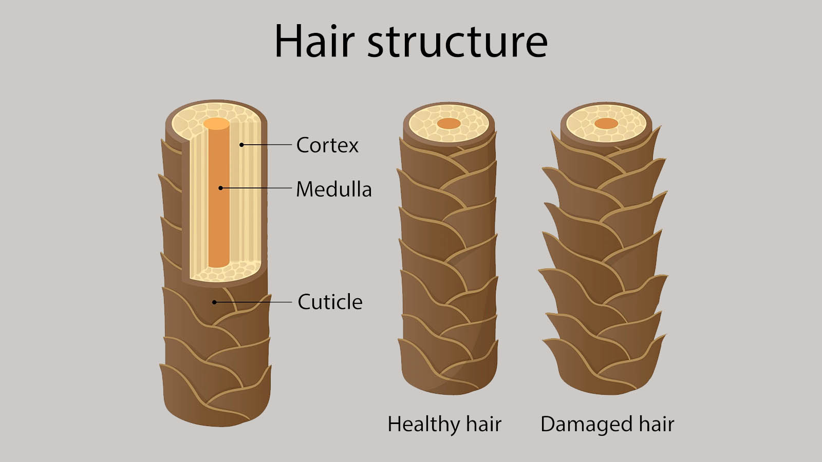 عکس کورتکس مو