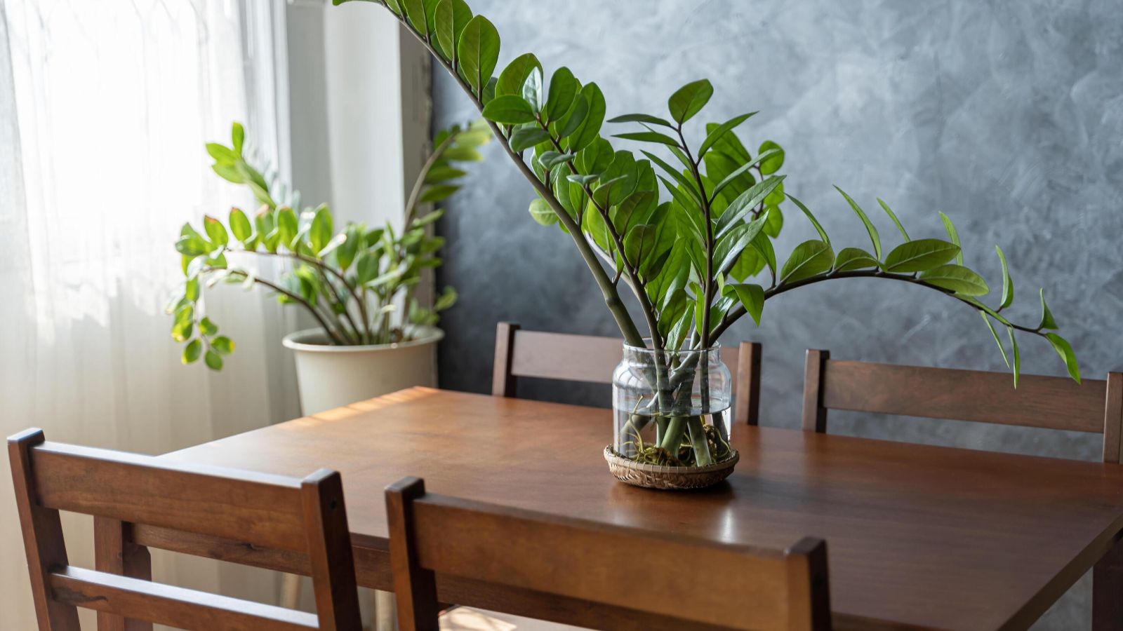 گیاه آپارتمانی