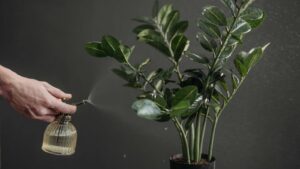 معرفی گل زاموفیلیا و راهنمای نگهداری از آن + روش‌های تکثیر