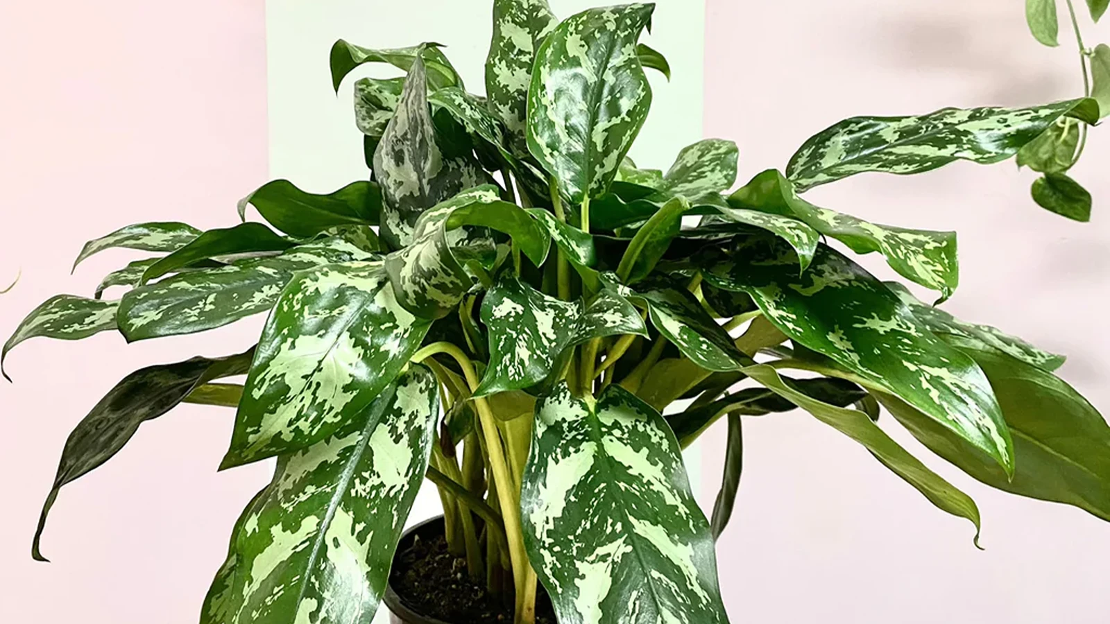 آگلونما سبز