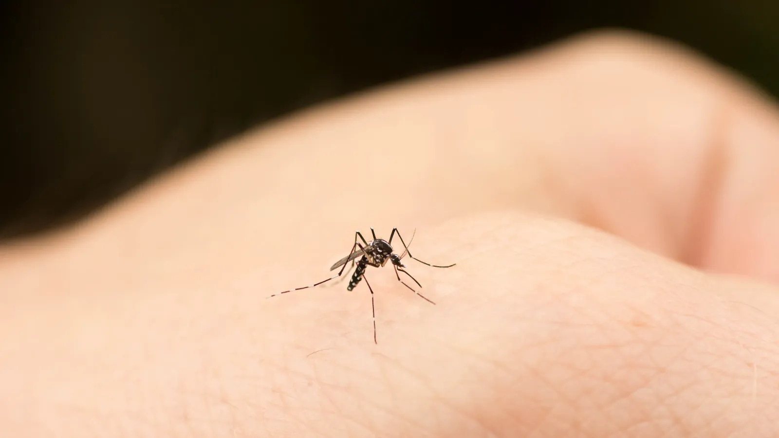 حساسیت به نیش پشه