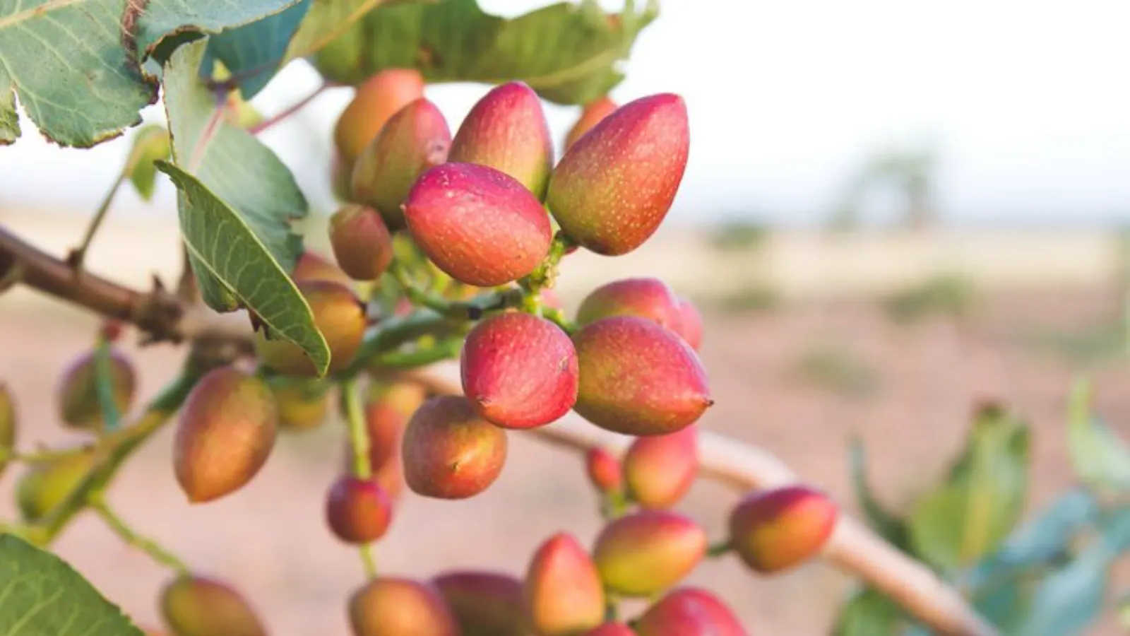 خواص پسته خام تازه در بارداری