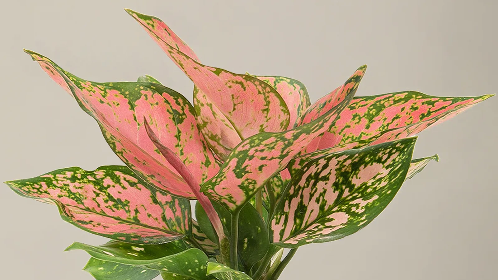 آگلونما هندوانهای