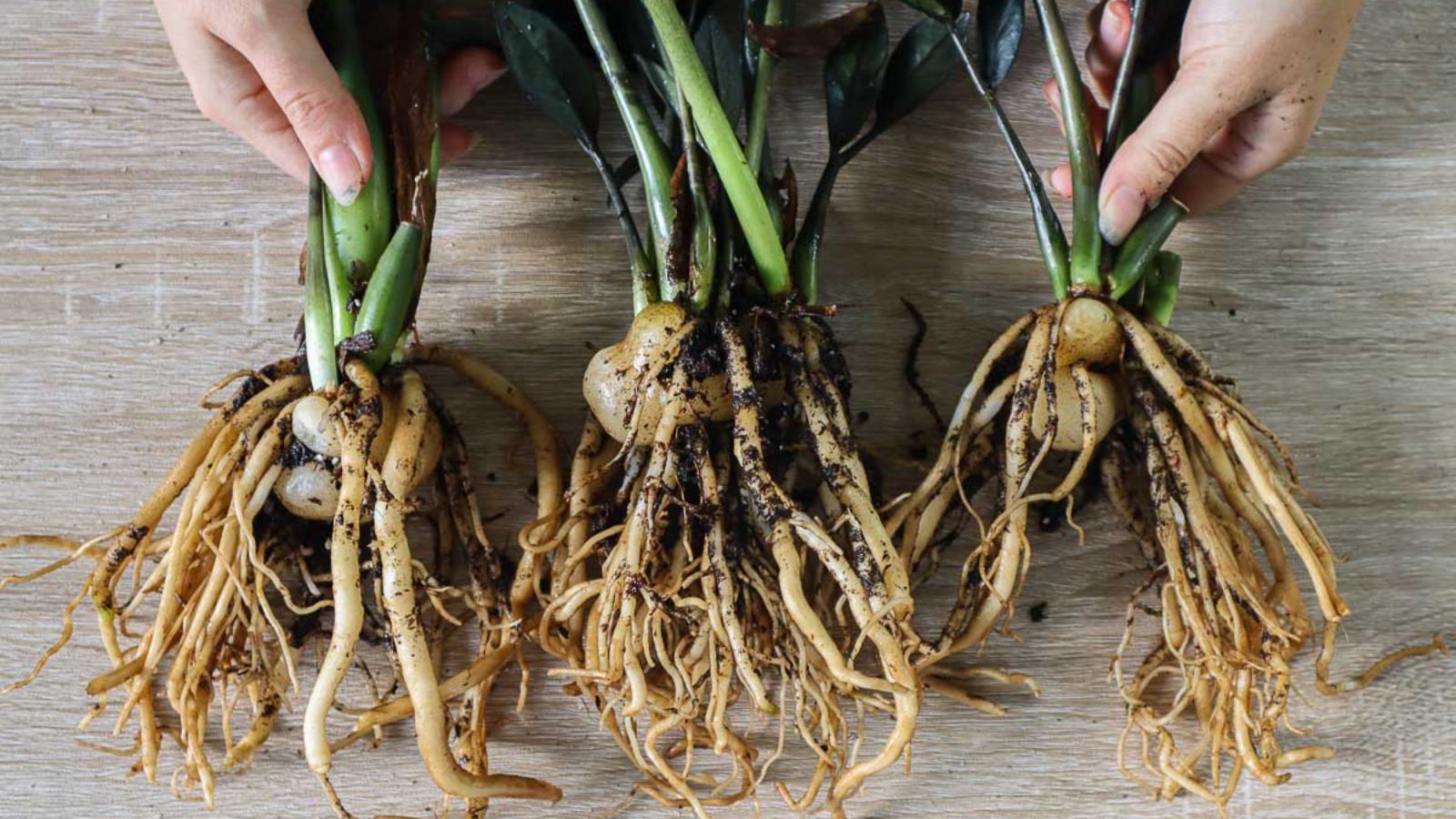 قلمه زدن زاموفیلیا