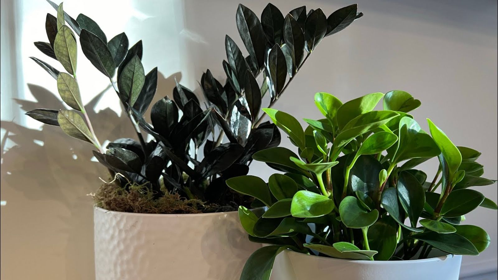زاموفیلیا بلک Zamioculcas zamiifolia