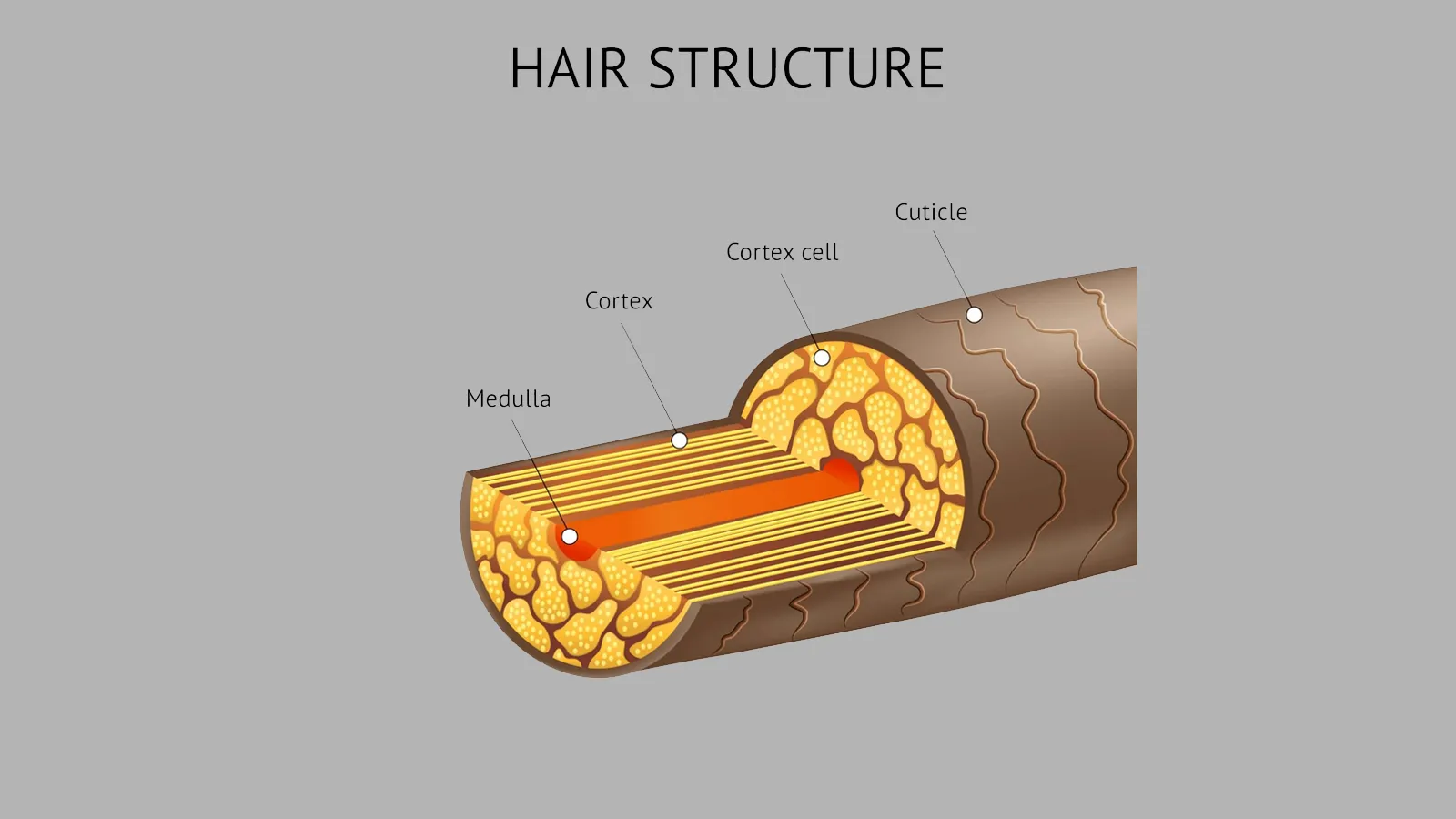 ساختار تشکیل دهنده ساقه مو