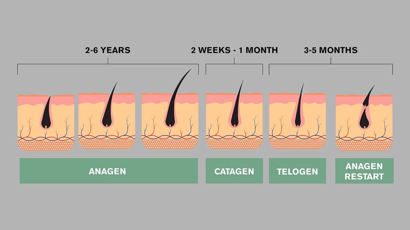 بررسی کامل ساختار ساقه مو