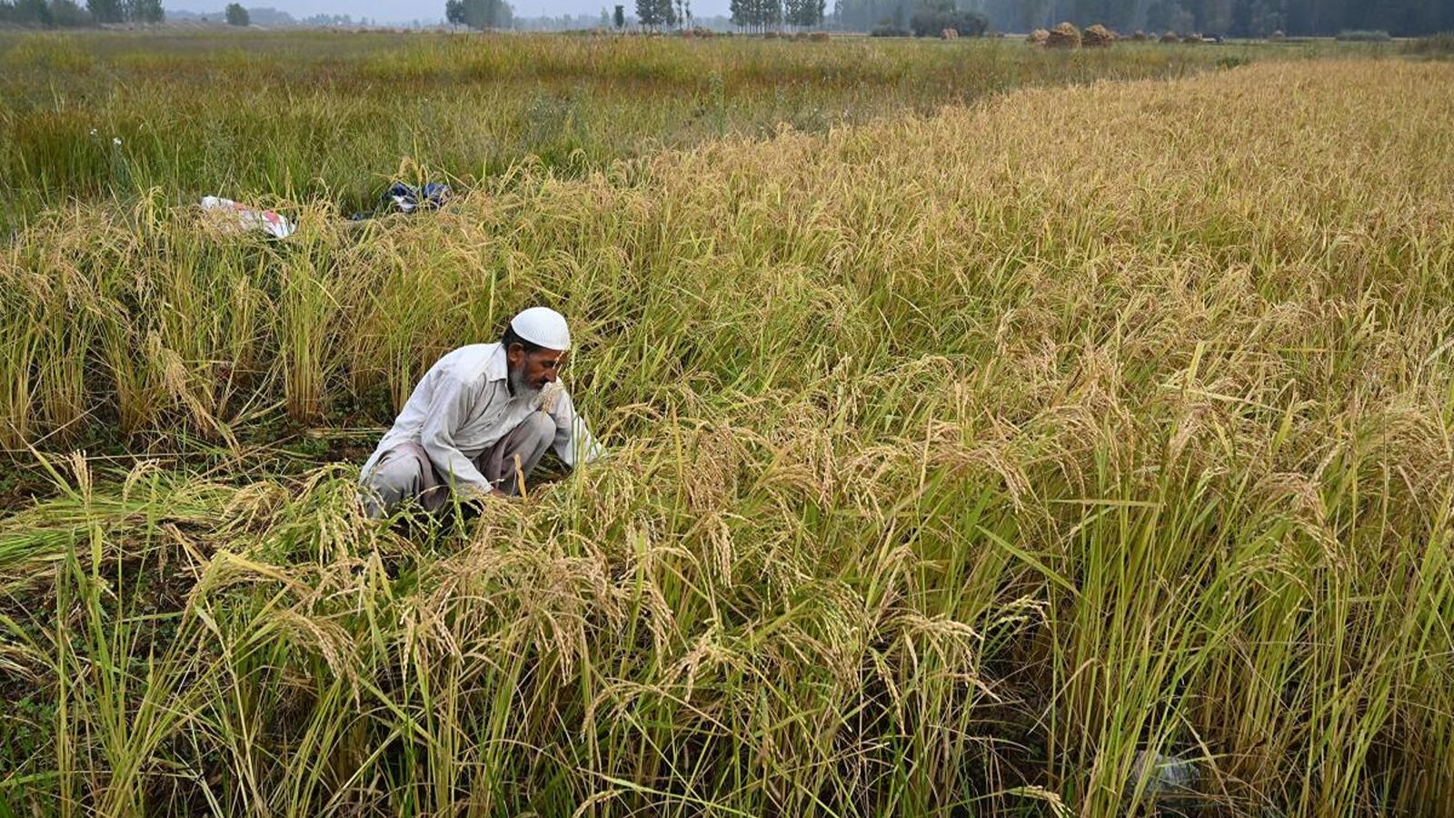 برنج باسماتی هندی چیست 