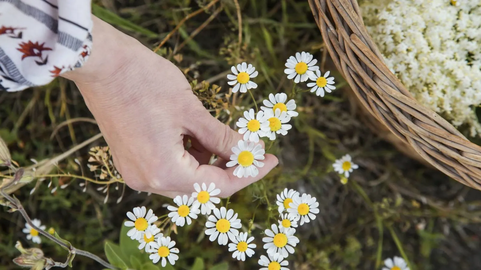 خواص بابونه برای ریزش مو