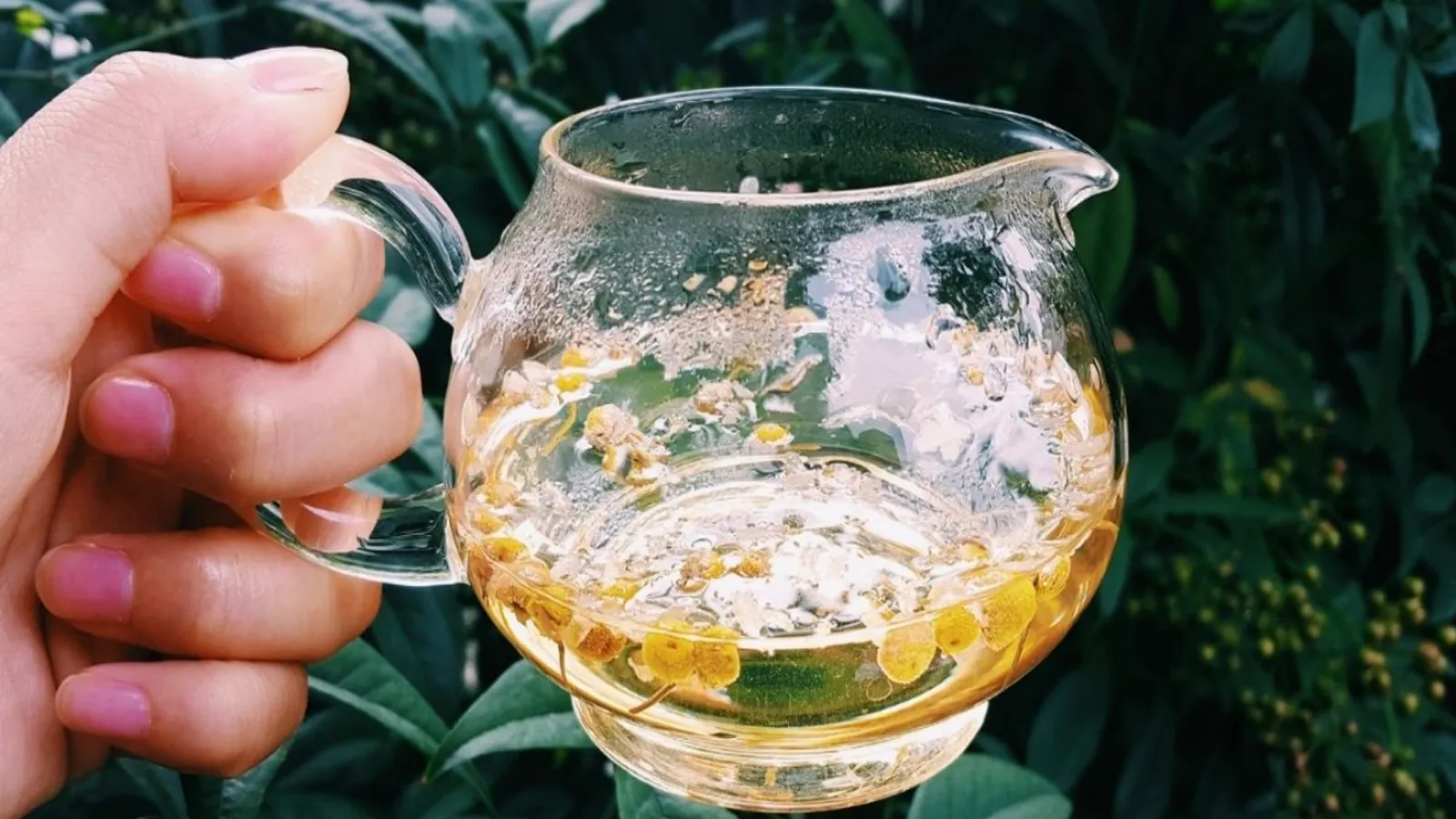 طرز تهیه دمنوش بابونه برای لاغری