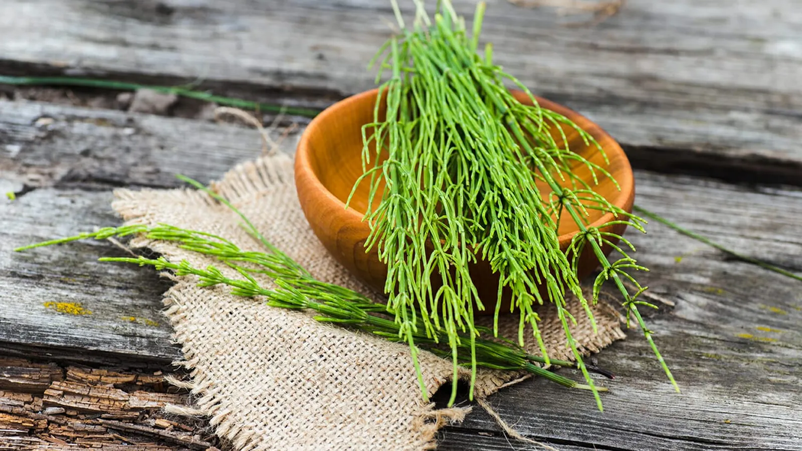 خواص گیاه دم اسبی برای مو