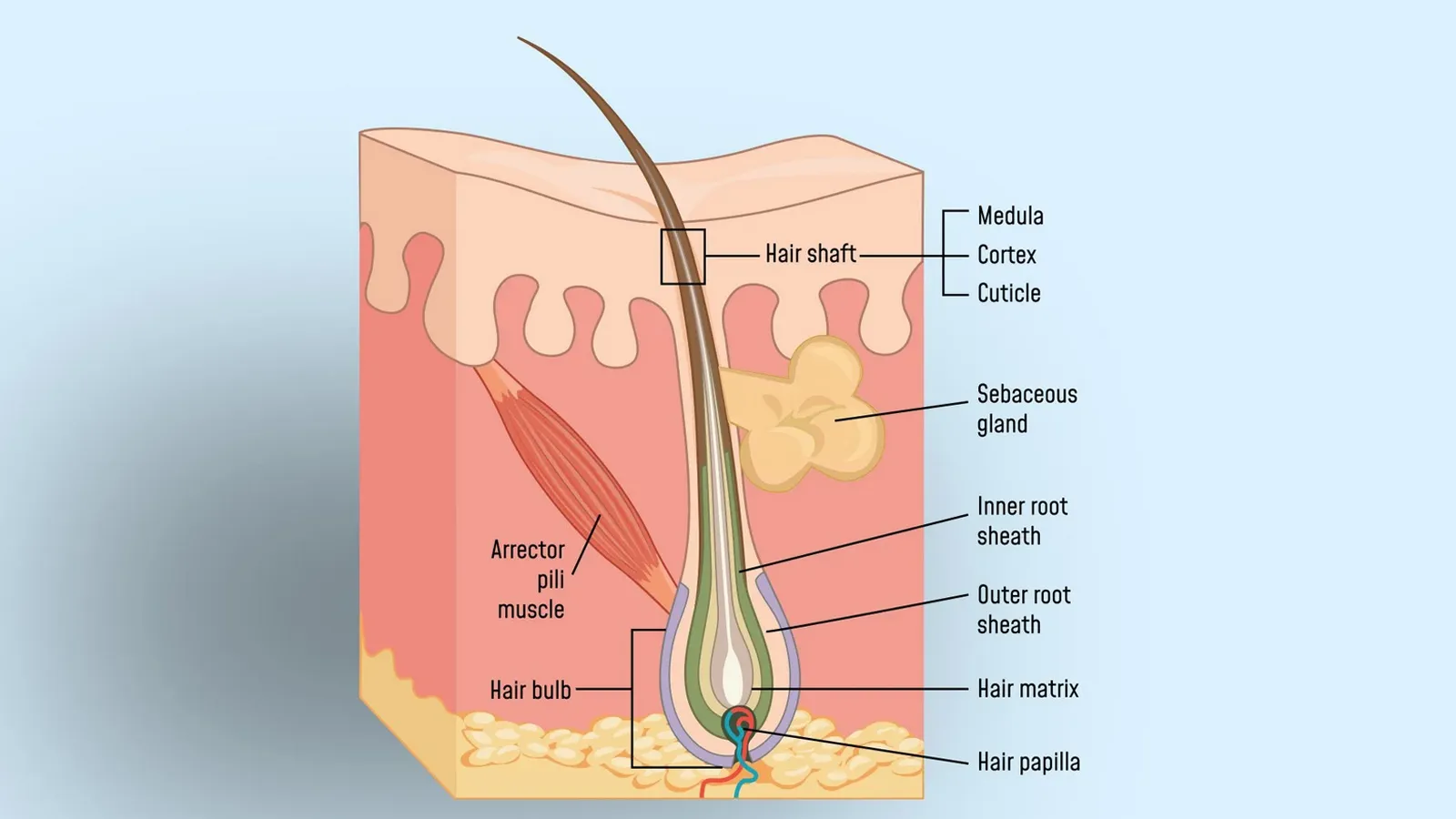 قرص تقویت پیاز مو