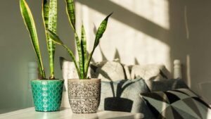 ۴ روش استفاده از آب برنج برای گیاهان