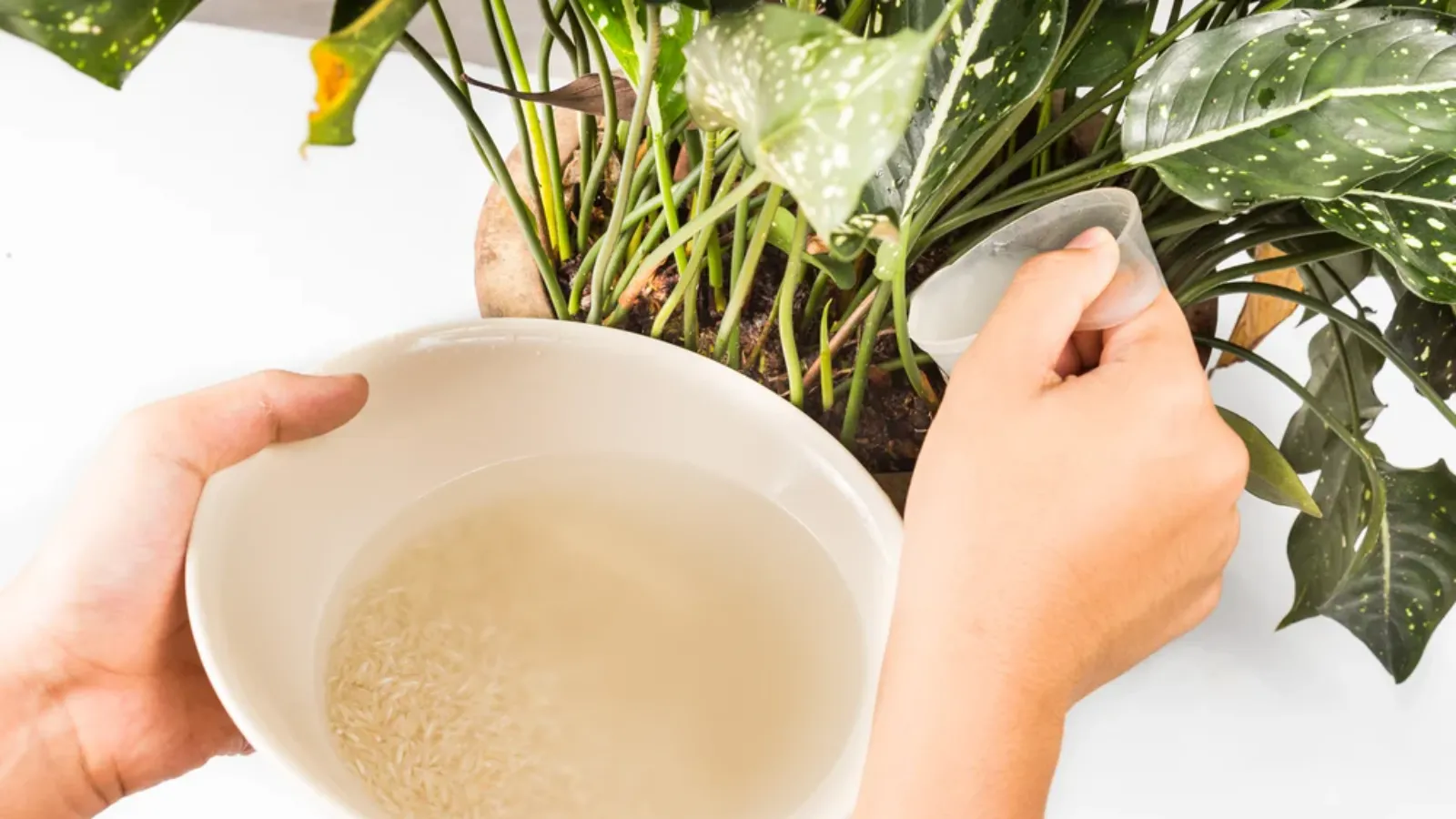 افزودن آب برنج به کمپوست و تقویت خاک