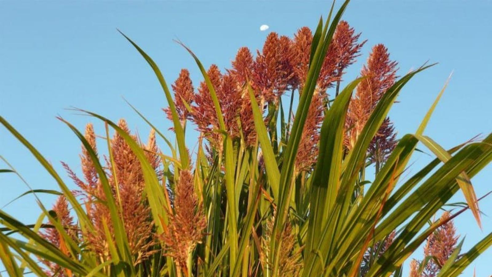 خواص اذخر برای عفونت