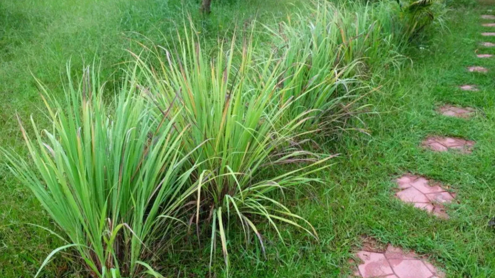 گیاه اذخر چیست؟