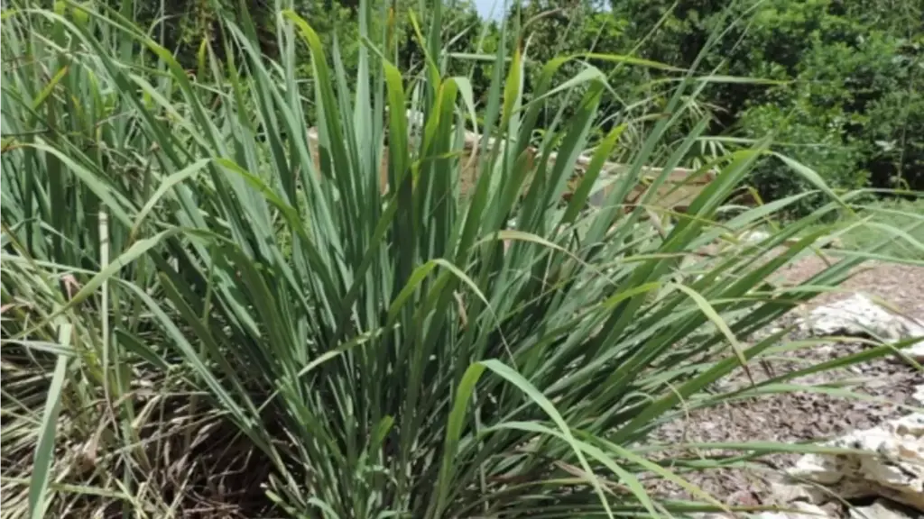 گیاه اذخر چیست؟ ۸ مورد از خواص اذخر در طب سنتی