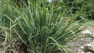 گیاه اذخر چیست؟ ۸ مورد از خواص اذخر در طب سنتی