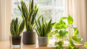 سانسوریا؛ شرایط نگهداری و فواید گیاه آپارتمانی Sansevieria