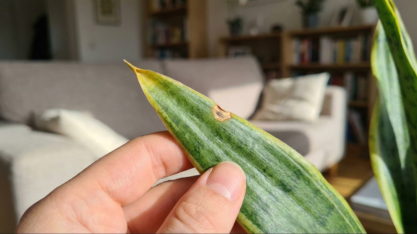 مشکلات رایج نگهداری گیاه