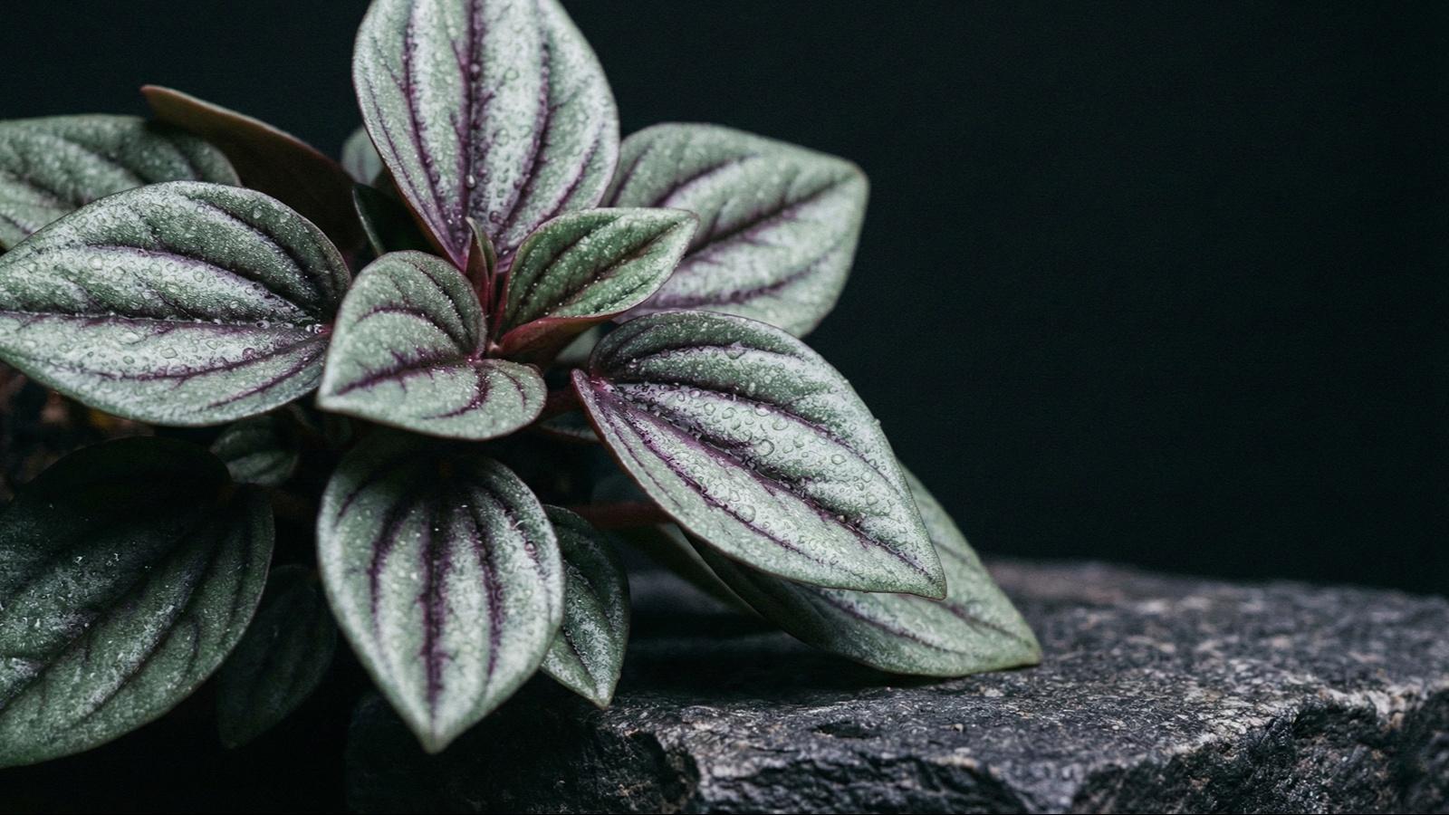 برگ قاشقی پپرومیا پیکولو باندا