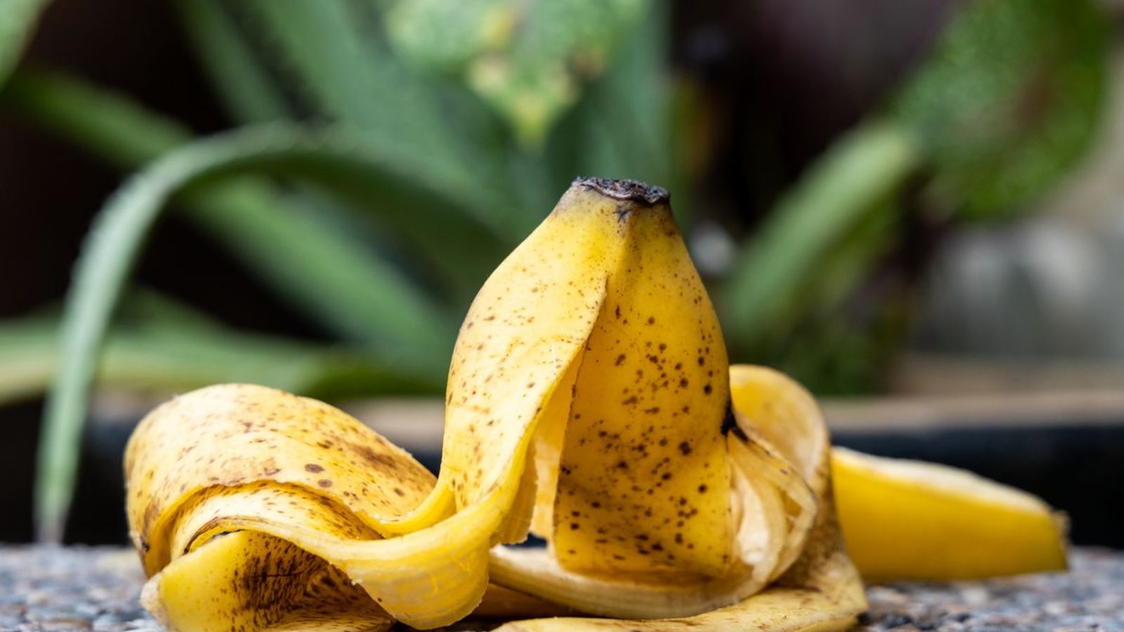 ضررهای پوست موز