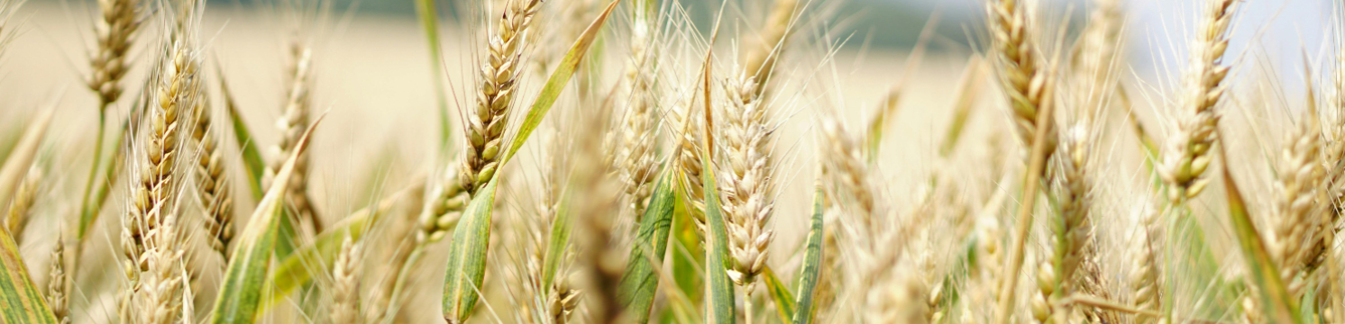 اجرای سیستم آبیاری