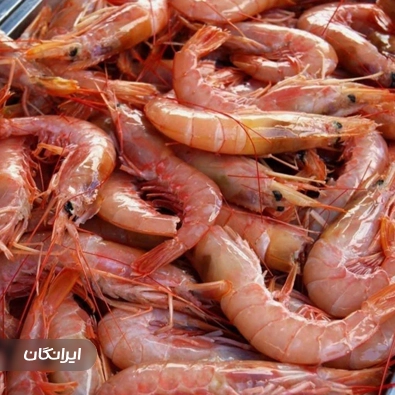 شرکت آبزیان مرجان نور بوشهر