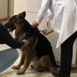 دامپزشکی سپن