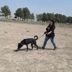 مرکز تربیت سگ k9